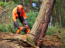  Genesee, CO Tree Services Pros