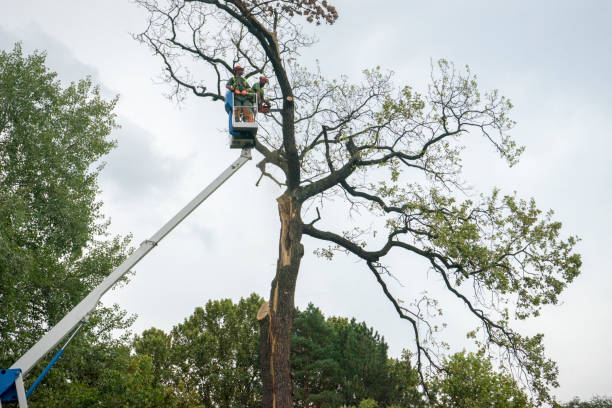 How Our Tree Care Process Works  in Genesee, CO