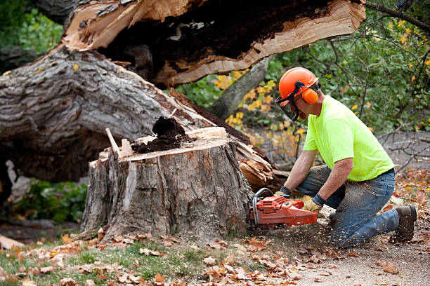 Mulching Services in Genesee, CO