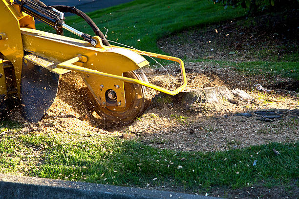 Best Stump Grinding and Removal  in Genesee, CO