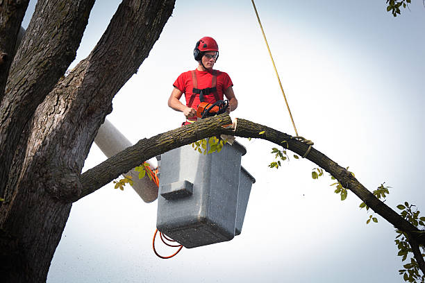 Best Hedge Trimming  in Genesee, CO