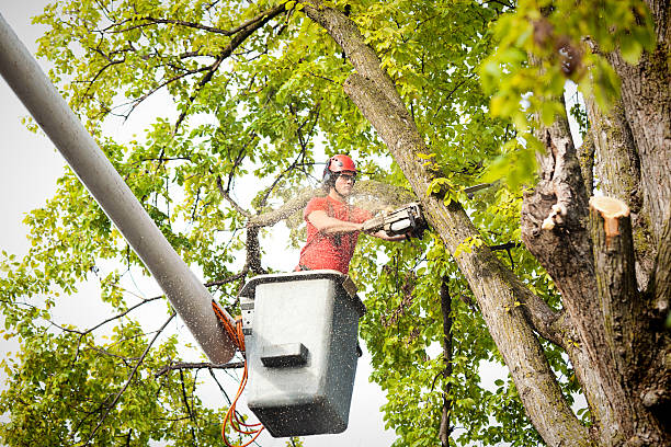 Best Hazardous Tree Removal  in Genesee, CO