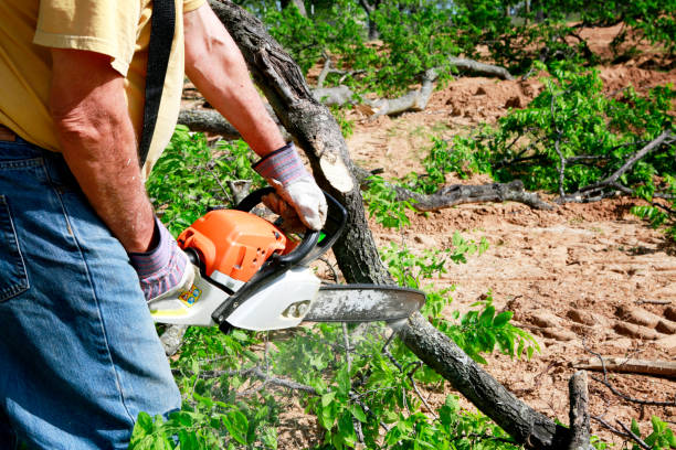 Best Tree Risk Assessment  in Genesee, CO